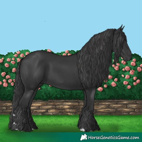 Horse Color:Black 
