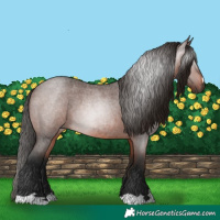 Horse Color:Gray Bay Roan