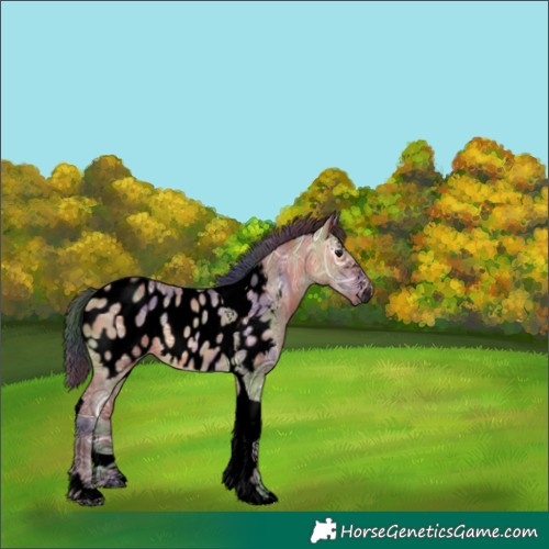 Horse Color:Gray Void Nacre Bay Ice Dun Sabino Tobiano Appaloosa 