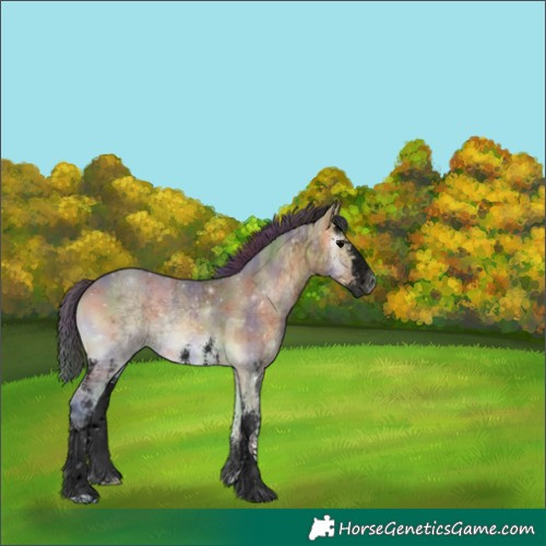 Horse Color:Gray Void Nacre Bay Ice Onyx Sabino 