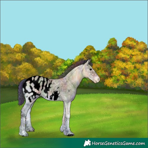 Horse Color:Void Nacre Bay Ice Onyx Appaloosa 