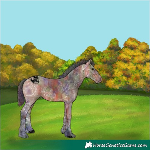 Horse Color:Void Nacre Bay Ice Appaloosa 
