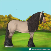 Horse Color:Bay Dun 