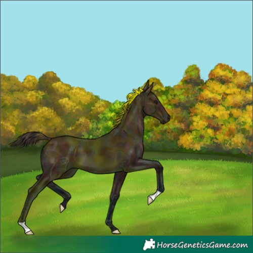 Horse Color:Midnight Bay Ice Appaloosa 