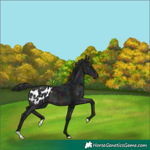 Horse Color:Midnight Black Ice Appaloosa 