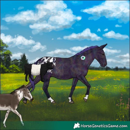 Horse Color:Watercolor Midnight Brown Ice Appaloosa 