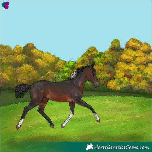 Horse Color:Brown Tobiano 