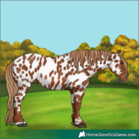Horse Color:Chestnut Appaloosa 