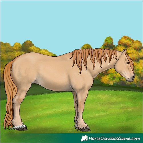 Horse Color:Red Dun 