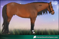 Horse Color:Bay 