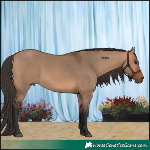 Horse Color:Bay Dun 