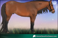 Horse Color:Bay 