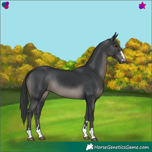 Horse Color:Black 