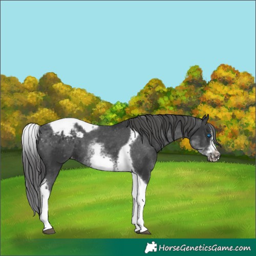 Horse Color:White Spotted Black Splash Tobiano Frame Appaloosa 
