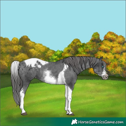 Horse Color:White Spotted Black Splash Tobiano Frame Appaloosa 