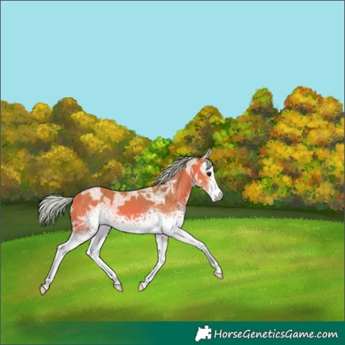 Horse Color:Watercolor White Spotted Silver Bay Ice Sabino 