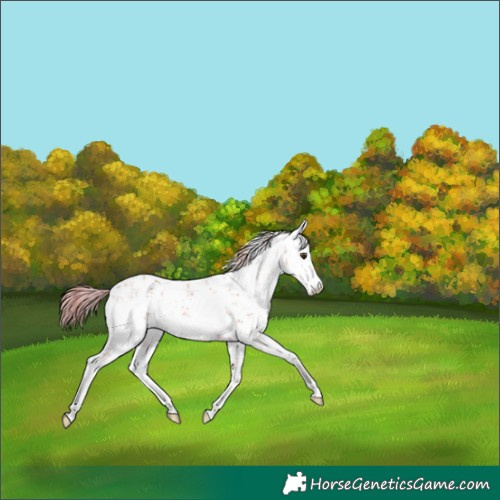 Horse Color:Watercolor White Spotted Chestnut Ice Sabino 