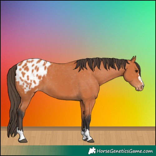 Horse Color:Bay Appaloosa 