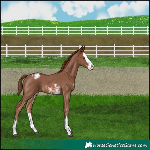Horse Color:Chestnut Sabino Splash Appaloosa 