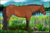 Horse Color:Bay 