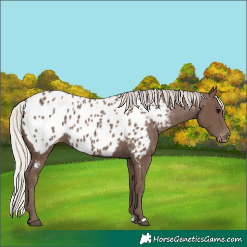 Horse Color:Silver Black Appaloosa 