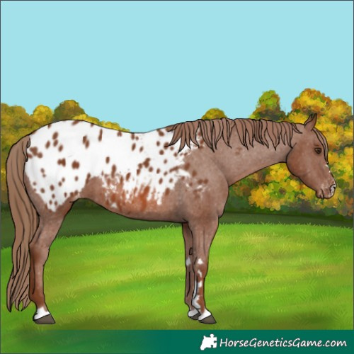Horse Color:Chestnut Appaloosa 