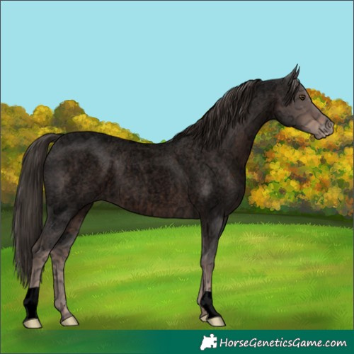 Horse Color:Void Liver Red Ice Roan Appaloosa 