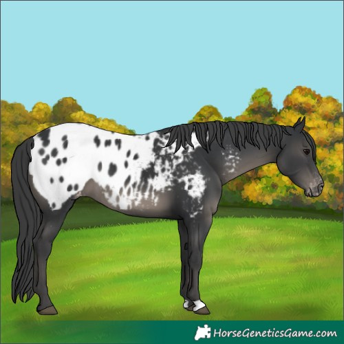 Horse Color:Black Near Leopard 
