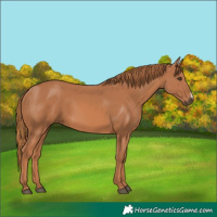 Horse Color:Chestnut Frame 