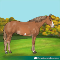 Horse Color:Chestnut Frame 