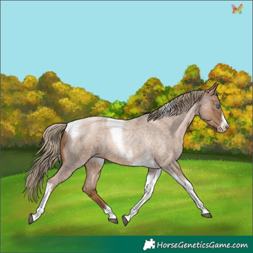 Horse Color:Liver Red Roan Pearl Tobiano Frame
