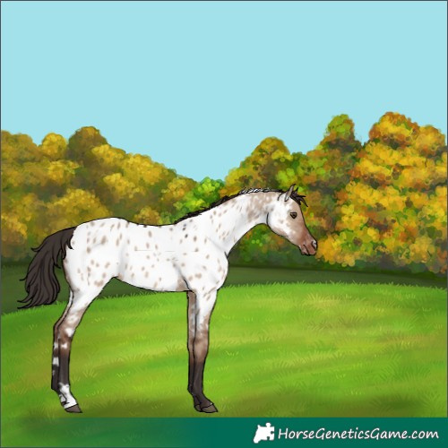 Horse Color:White Spotted Liver Red Dun Appaloosa 