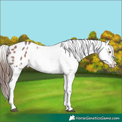 Horse Color:White Spotted Bay Dun Appaloosa 