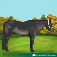 Horse Color:Black 