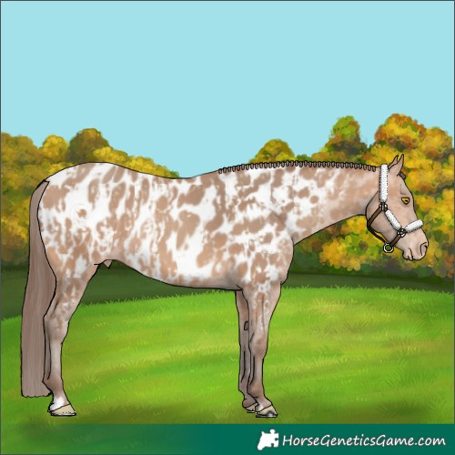 Horse Color:Amber Champagne Appaloosa and Amber Champagne Appaloosa