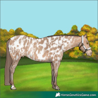 Horse Color:Amber Champagne Appaloosa  and Amber Champagne Appaloosa 