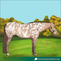 Horse Color:Amber Champagne Appaloosa and Amber Champagne Appaloosa
