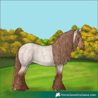 Horse Color:Red Dun Roan
