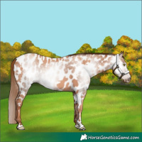 Horse Color:Gold Champagne Near Leopard  and Gray Gold Champagne Near Leopard 