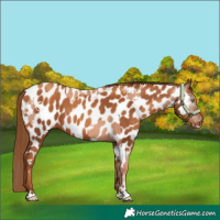 Horse Color:Gold Champagne Appaloosa  and Gray Gold Champagne Appaloosa 