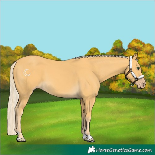 Horse Color:Gold Cream Champagne 