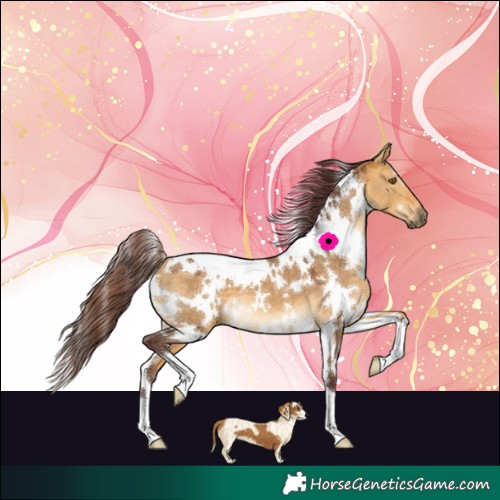 Horse Color:White Spotted Chocolate Buckskin Dun 