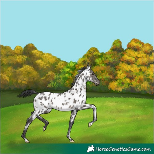 Horse Color:Platinum White Spotted Grullo Near Leopard 