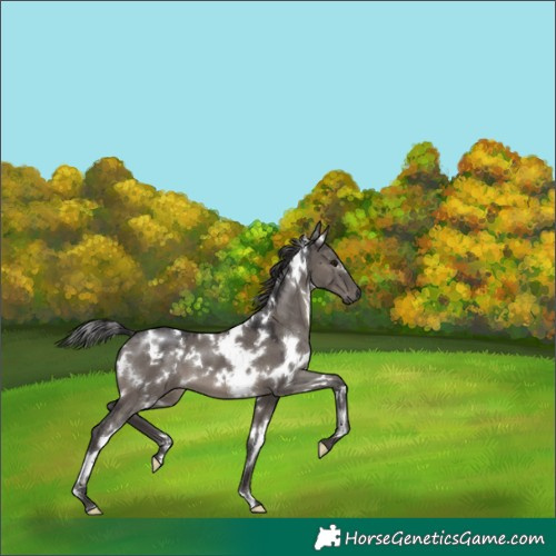 Horse Color:White Spotted Smoky Grullo 