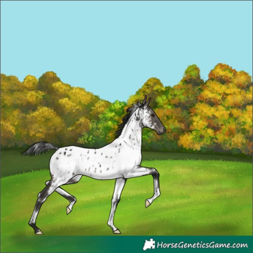 Horse Color:Gray White Spotted Grullo Near Leopard Brindle 