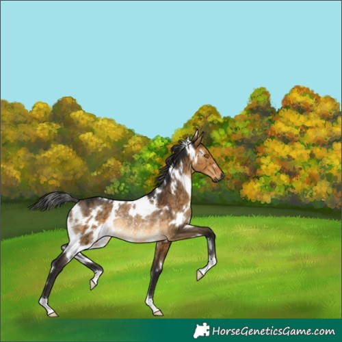 Horse Color:Gray White Spotted Buckskin Dun Rabicano Brindle 