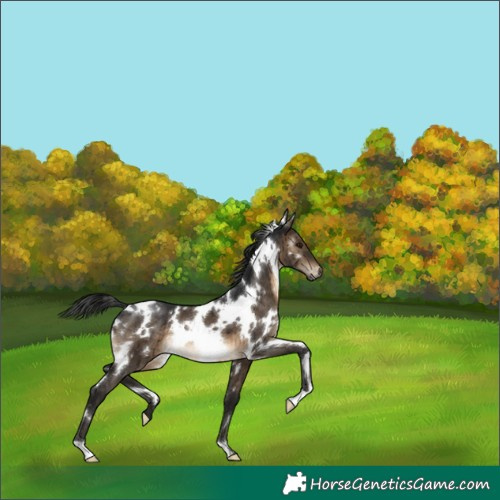 Horse Color:Gray White Spotted Brown Dun Appaloosa Brindle 