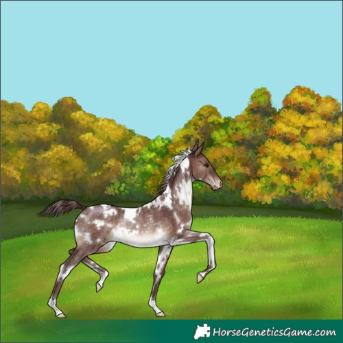 Horse Color:White Spotted Chocolate Brown Dun Varnish Rabicano 