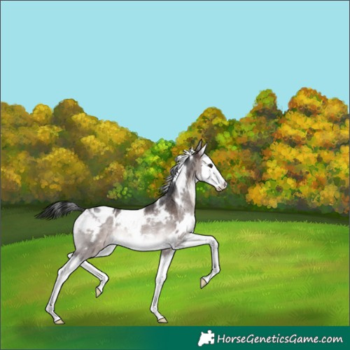 Horse Color:Platinum White Spotted Brown Dun Splash Varnish Rabicano 