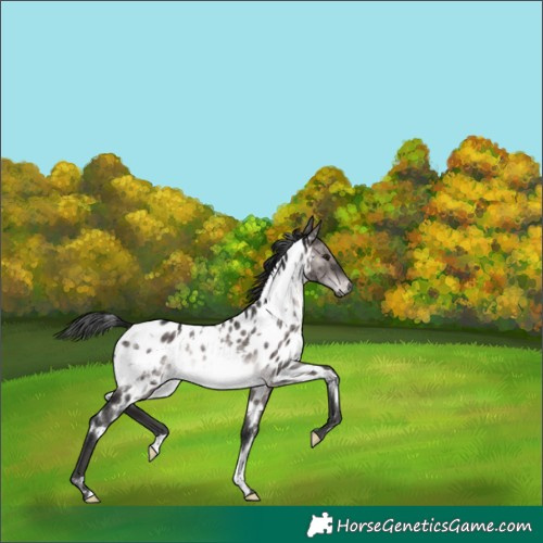 Horse Color:Gray Platinum White Spotted Brown Dun Appaloosa Rabicano Brindle 